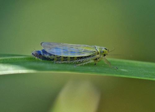 Réf. 332 782 : Cicadula (persimilis-quadrinotata)
